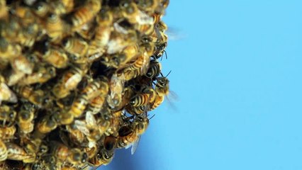 Géobiologie pour les ruchers