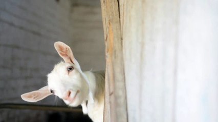 Géobiologie pour les fermes caprines