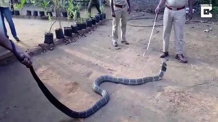 Kobraya Şişeden Su İçiren Koca Yürekli Adamlar