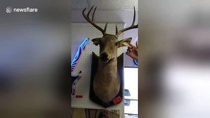 Amusing singing deer