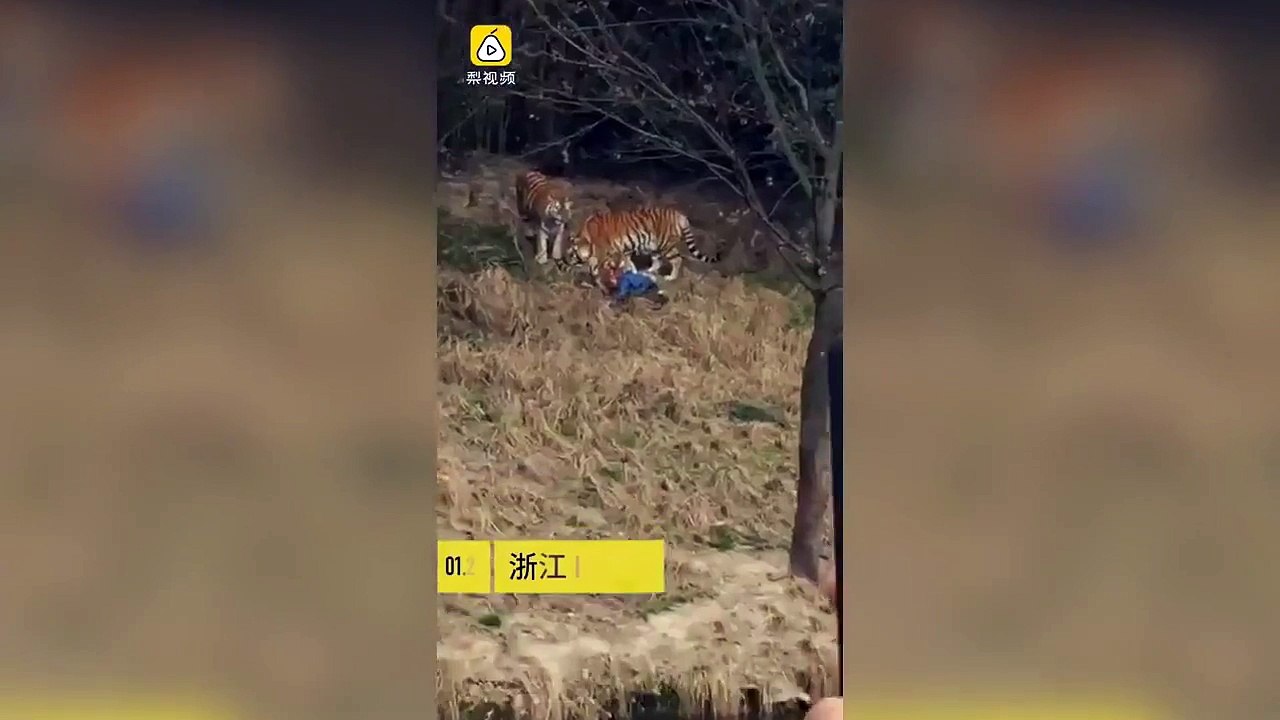 un homme vs un tigre