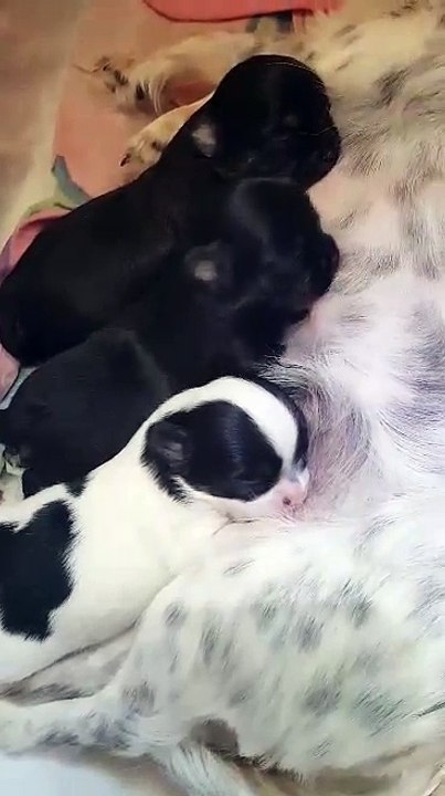 VIDEO à 11 jours 14.05.2017