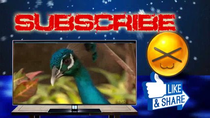 Wild Kratts - Birds Of a Feather