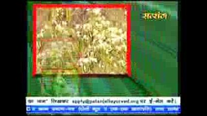 Malabar Nut ! वासा के औषधीय गुण # Acharya Balkrishna