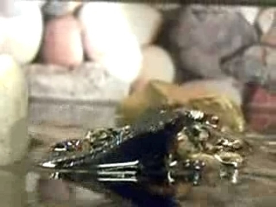 Bergmolch bei uns zu Hause