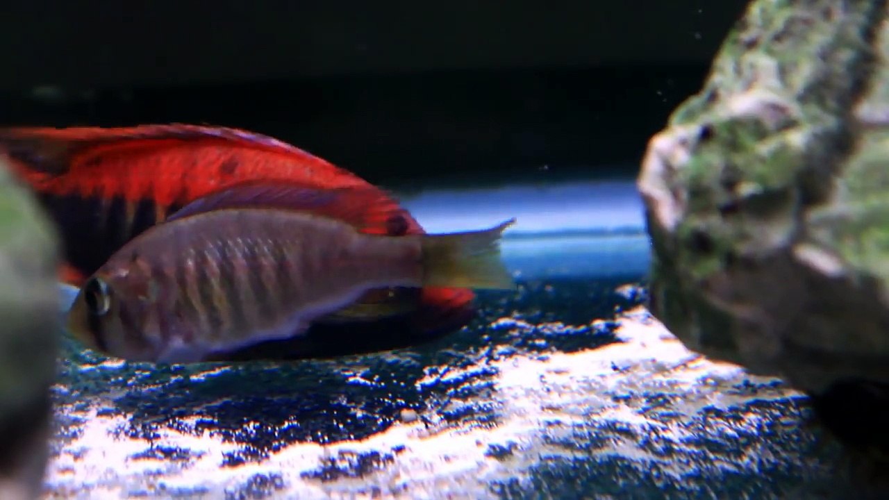 AFRICAN CICHLIDS BREEDING   BEAUTIFUL FRESHWATER AQUARIUM FISH