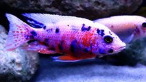 STUNNING FISH   OB PEACOCK AFRICAN CICHLID