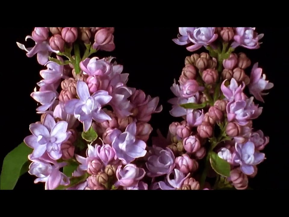 LA VIDA DE LAS FLORES