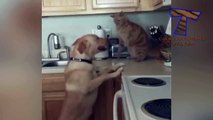 Nothing will make you laugh harder than cats - Funny cat compilation_2