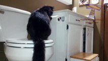 Nothing will make you laugh harder than cats - Funny cat compilation_15