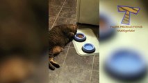 Nothing will make you laugh harder than cats - Funny cat compilation_11