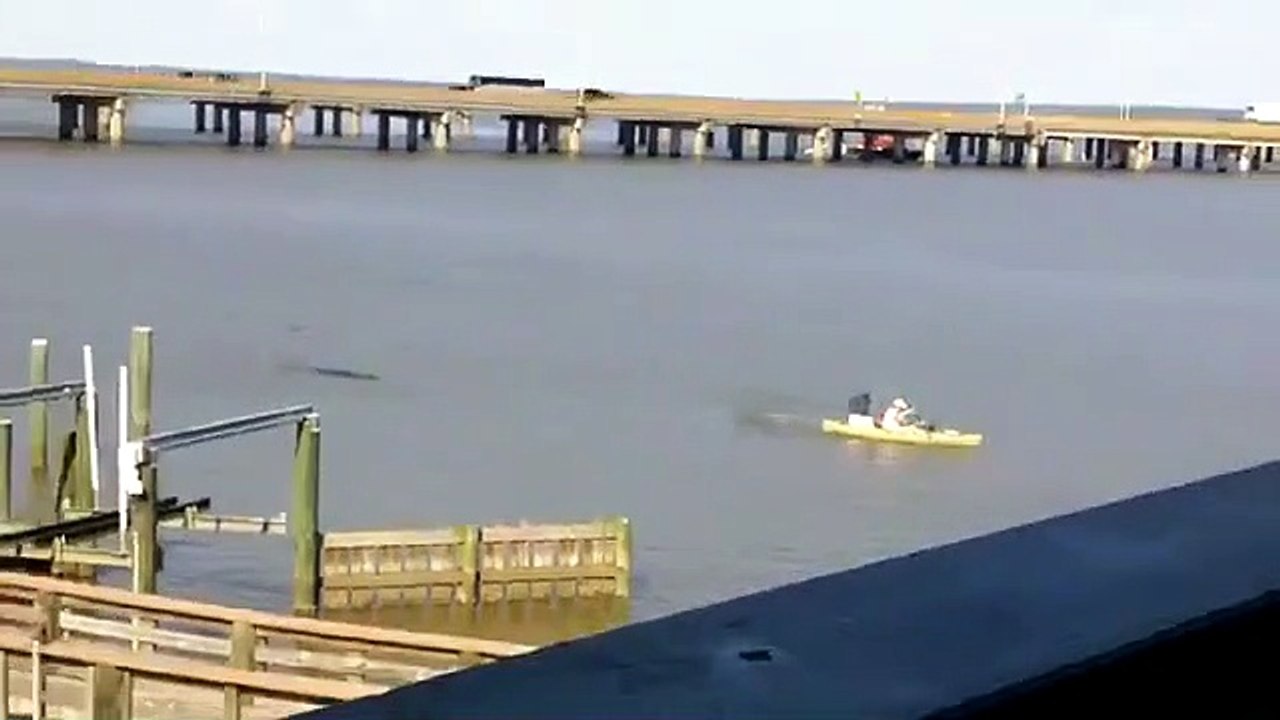 ¡Cocodrilo persigue a hombre en canoa!