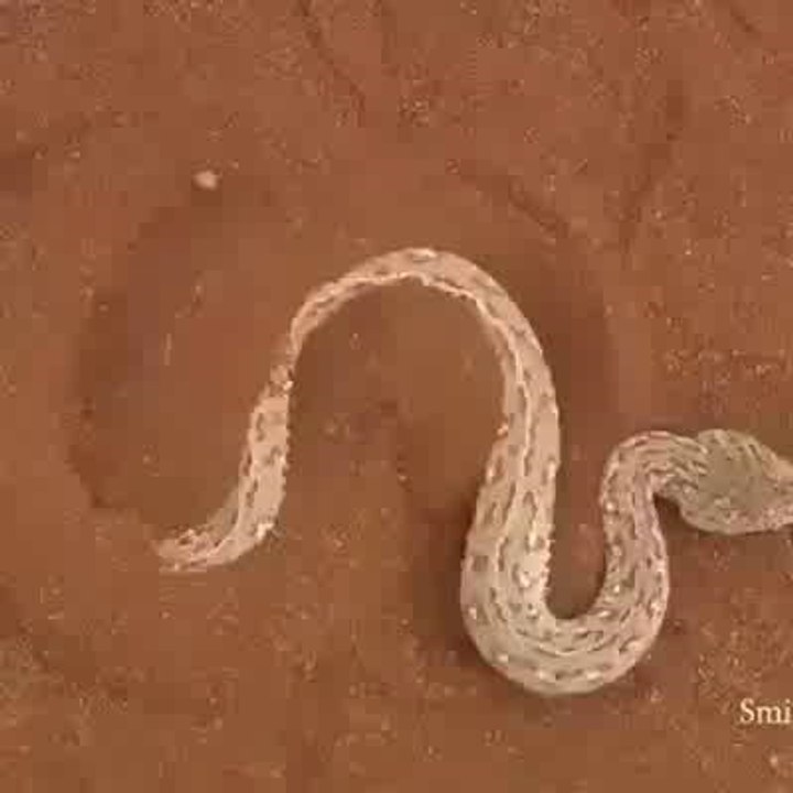 Amazing Snake attack
