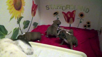 34ème Vidéo Maman et ses P'tits Oeufs de Staffordland