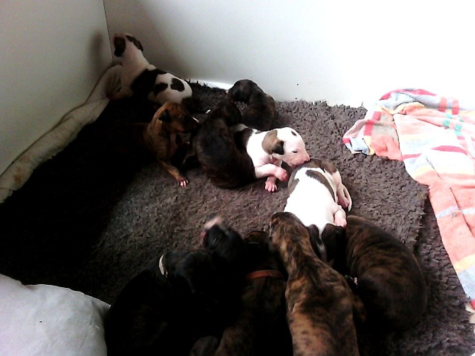 puppy-walk1405