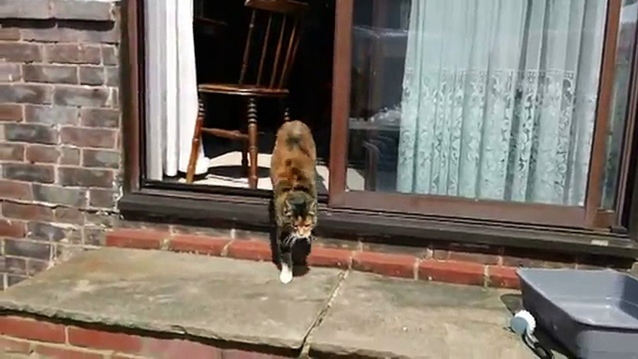 Cat has a crazy deep meow