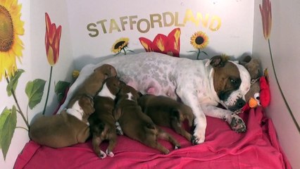35ème Vidéo Maman et ses P'tits Oeufs de Staffordland
