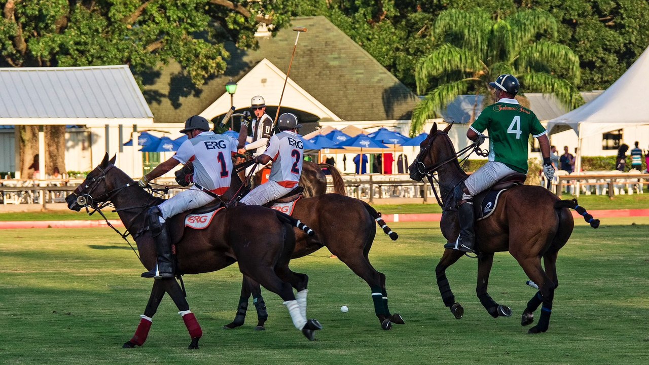 Polo Ponies