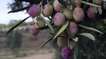 Climate change threatens Tunisia olive farming[1]asd