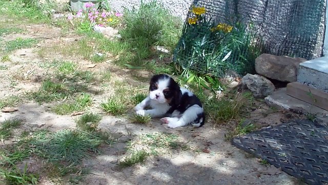 077 MALE TRICOLORE P CAVALIER KING CHARLES HERIANNE X INDIGO