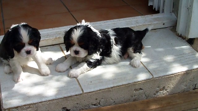 071 MALE ET FEMELLE TRICOLORES CAVALIER KING CHARLES HERIANNE X INDIGO 17
