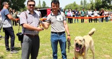 Denizli'de Türk Çoban Köpekleri Irk Güzellik Yarışması Düzenlendi