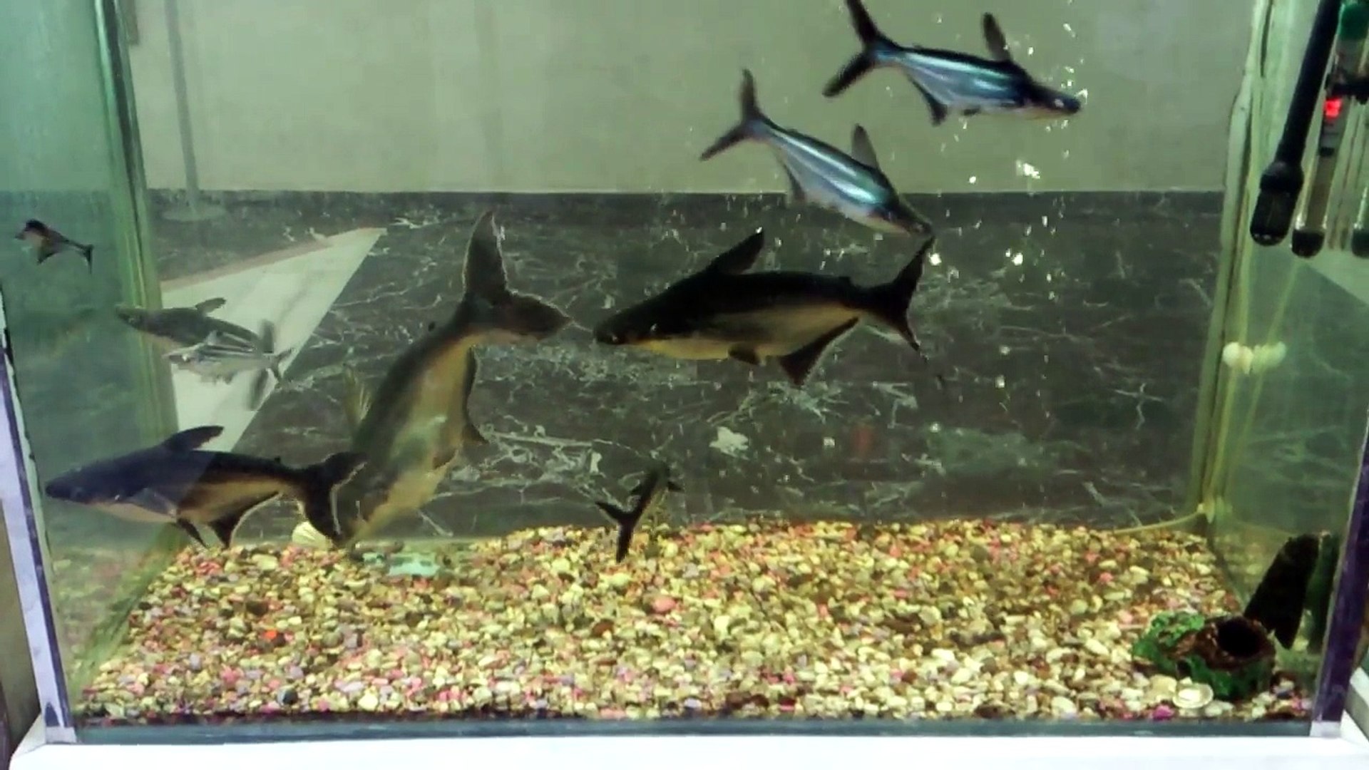 Pengasus Köpek Balığı, Harika Akvaryum... HD - Dailymotion Video