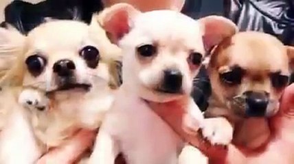 Fun Funny Dog Doggy complications #5