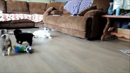 Puppies are delighted with the cat