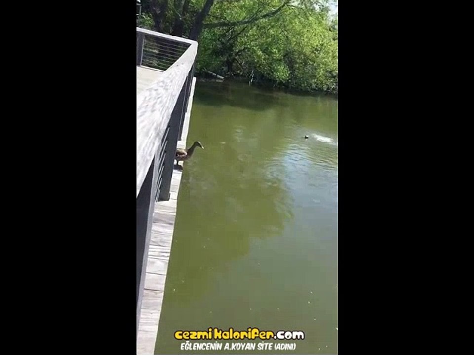 Güneşlenen Kızlara Hava Atmak İçin Suya Bombalama Atlayan Kekolar Gibi Suya Kendilerini Bırakan Yavru Ördekler