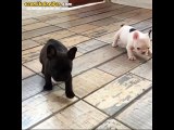 Peluş Oyuncaktan Hallice Olan Yavru Fransız Bulldoglar