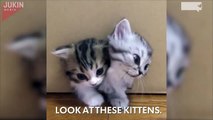 Magical box releases kittens, kittens, and more kittens-DnQz1SDdAAM