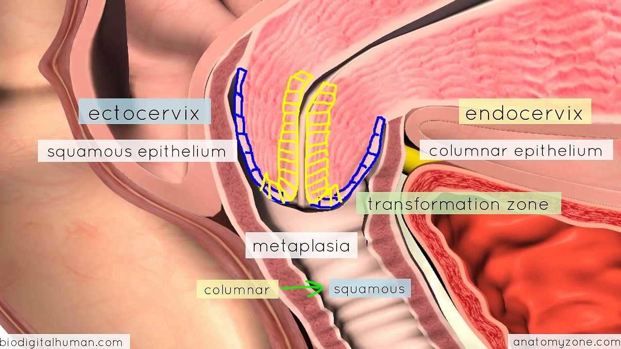 Clinical Reproductive Anatomy - Cervix - 3D Anatomy Tutorial-2017