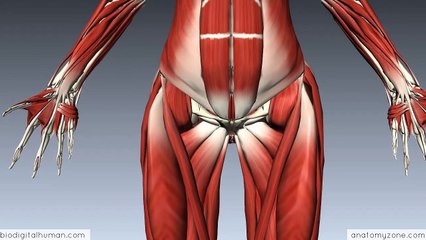 Introduction to Female Reproductive Anatomy Part 4 - External Genitalia - 3D Anatomy Tutorial