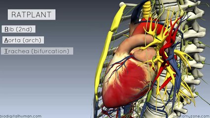 Sternal Angle - Angle of Louis - 3D Anatomy Tutorial-2017