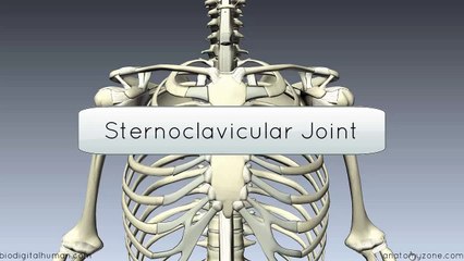 Sternoclavicular Joint - 3D Anatomy Tutorial-2017
