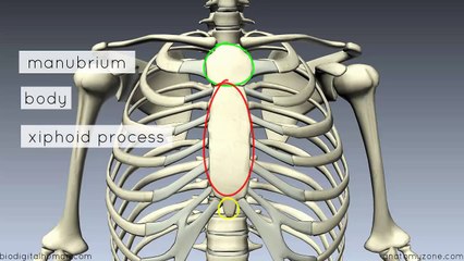 Sternum - 3D Anatomy Tutorial-2017