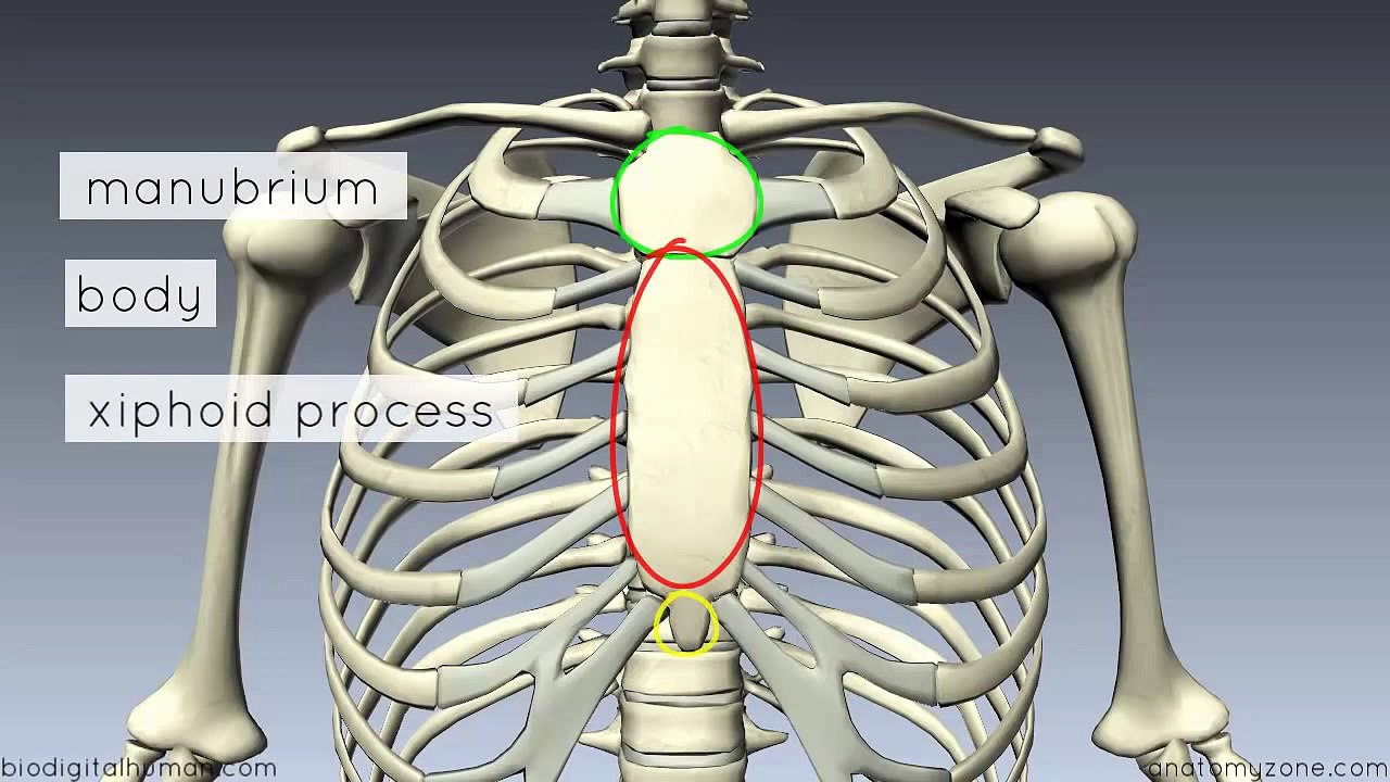 Sternum - 3D Anatomy Tutorial-2017