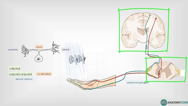 Types of Neurons by Structure - Neuroanatomy Basics - Anatomy Tutorial-2017