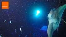 Diver Captures Grace of Mantas at Night