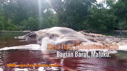 GEGER! DIKIRA BANGKAI CUMI-CUMI RAKSASA, TERNYATA.....