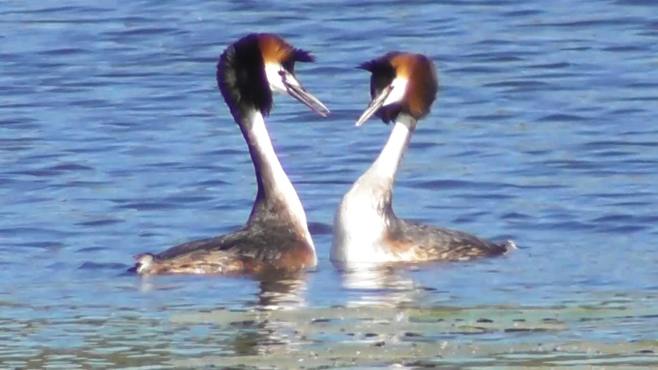 Des grèbes huppés à Saint Connan