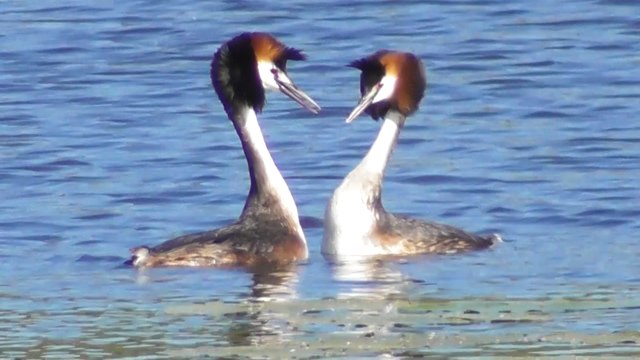 Des grèbes huppés à Saint Connan
