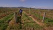 Climate change batt winemakers