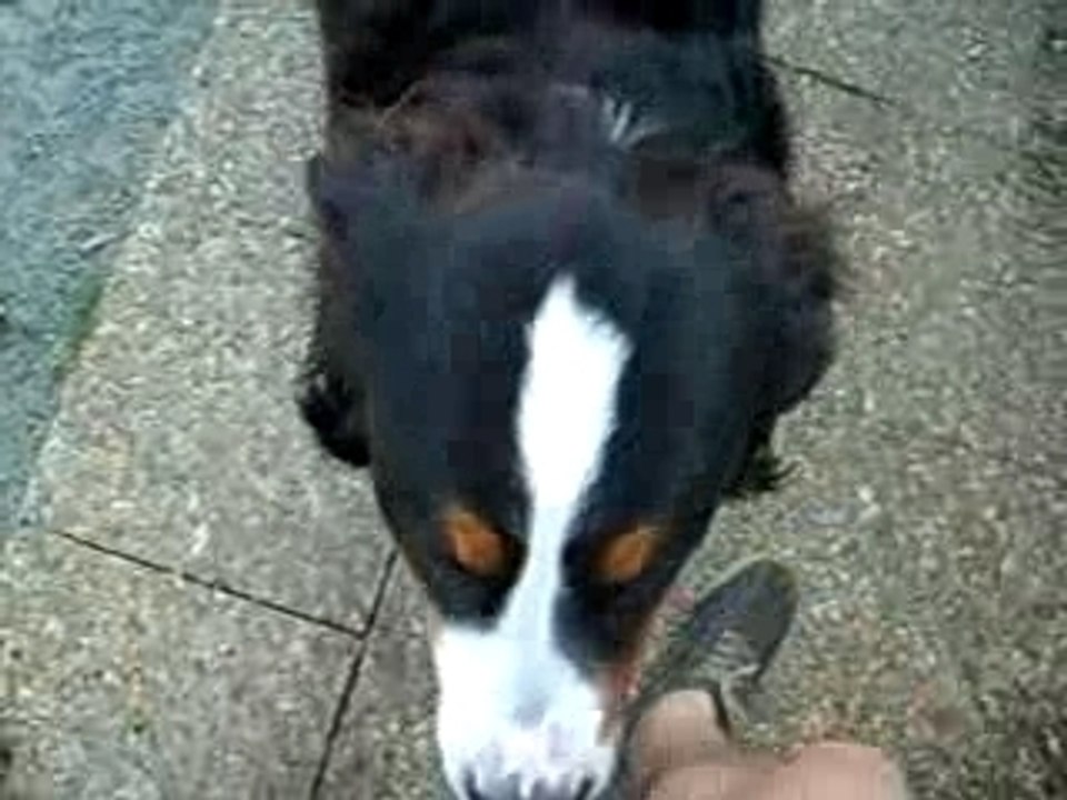 Petit bouvier bernois de 8 mois