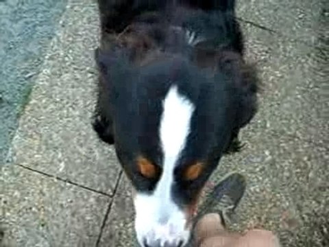 Petit bouvier bernois de 8 mois