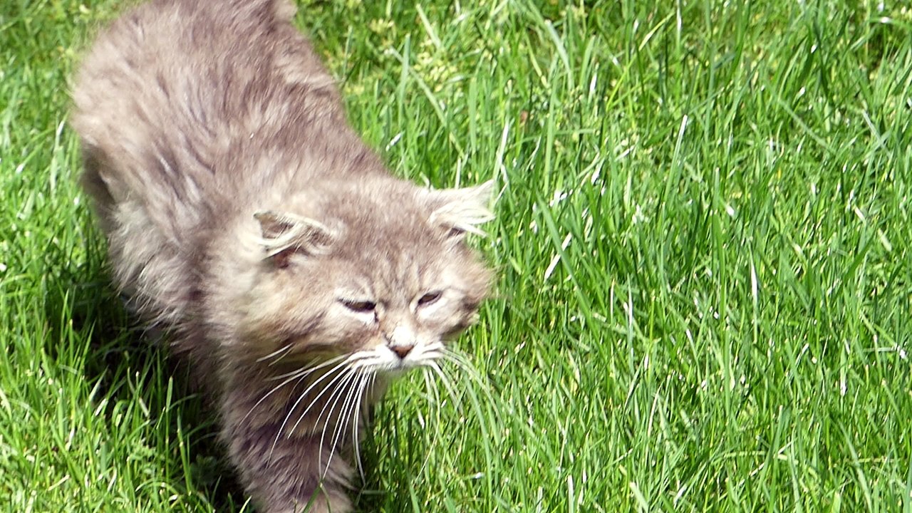 Sylver angora inconnu(e)