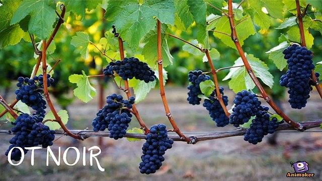 Pinot Noir Grape Variety