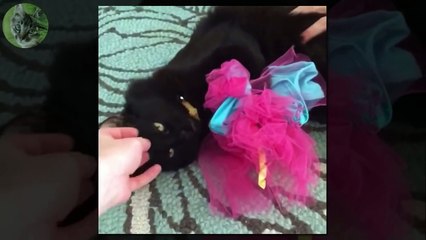 1 HOUR FUNNY VIDEOS FUNNY CATS COMPILATION MARCH 2017_12
