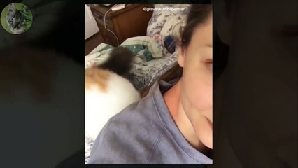 1 HOUR FUNNY VIDEOS FUNNY CATS COMPILATION MARCH 2017_42